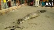 Python, Unable to Move After Consuming a Goat, Rescued From Village in UP&rsquo;s Rampur