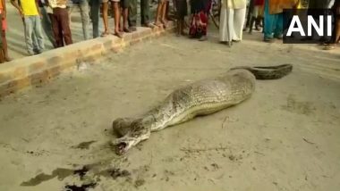 Python, Unable to Move After Consuming a Goat, Rescued From Village in UP’s Rampur