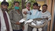 Uttar Pradesh: Pulled Up for Spitting Habit from His Neighbour, Youth Kills 11 Pigeons With Stone for 'Insult' in Baghpat