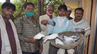 Uttar Pradesh: Pulled Up for Spitting Habit from His Neighbour, Youth Kills 11 Pigeons With Stone for 'Insult' in Baghpat