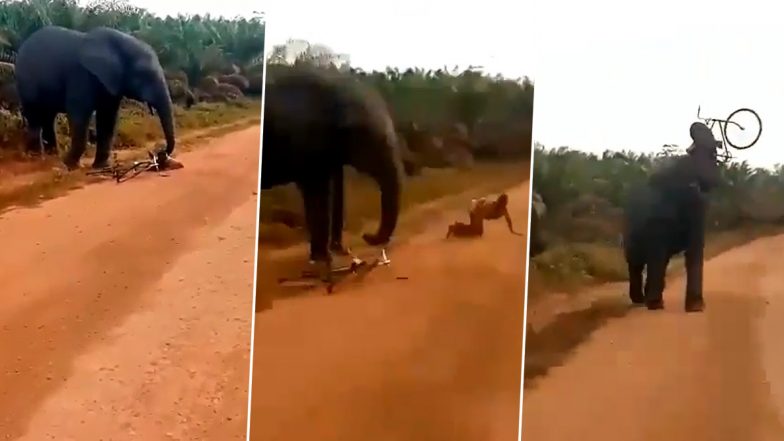 Angry Elephant Trashes Man's Bicycle While He Manages to Escape From Being Attacked, Viral Video Gets Mixed Reactions As Netizens Think it Was Trying to Help!