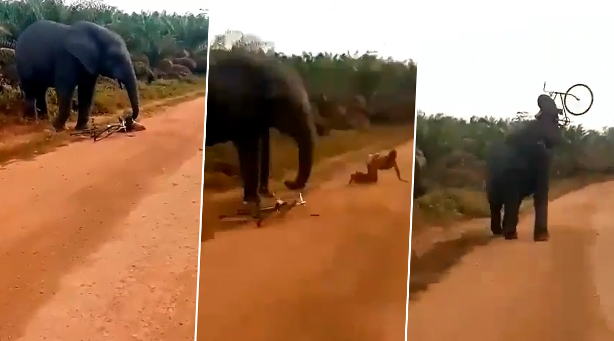 Angry Elephant Trashes Man's Bicycle While He Manages to Escape From