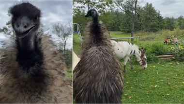 Jealous Emu Hisses at Woman Trying to Get Close to Her Mini Donkey Companion, 'Terrifying' Video Goes Viral
