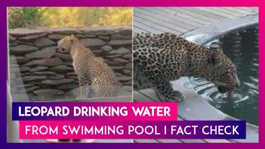 Video Of Leopard Drinking Water From Swimming Pool Goes Viral; Clip Neither From Taj, Ranthambore Or Lonavala But From South Africa; Know The Complete Truth