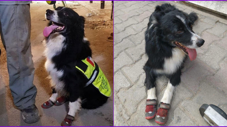 Flash, Chilean Dog Hailed as Hero For Detecting Possible Signs of Life Under Rubble A Month After Beirut Explosion When No Authorities Could!