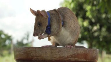 Giant Rat Wins Animal Hero Award for Sniffing Out Landmines