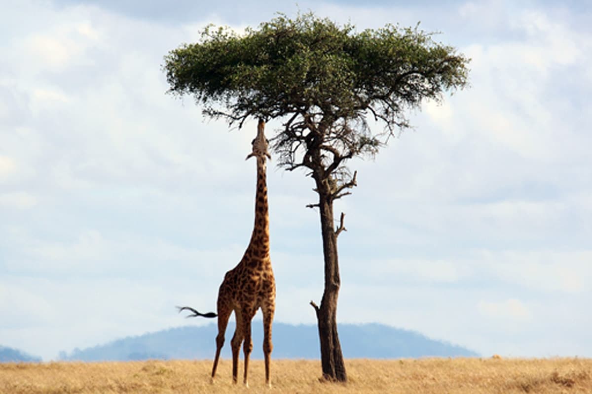 The tree gives an estimate of giraffe's height. The tree gives an estimate of giraffe's height.