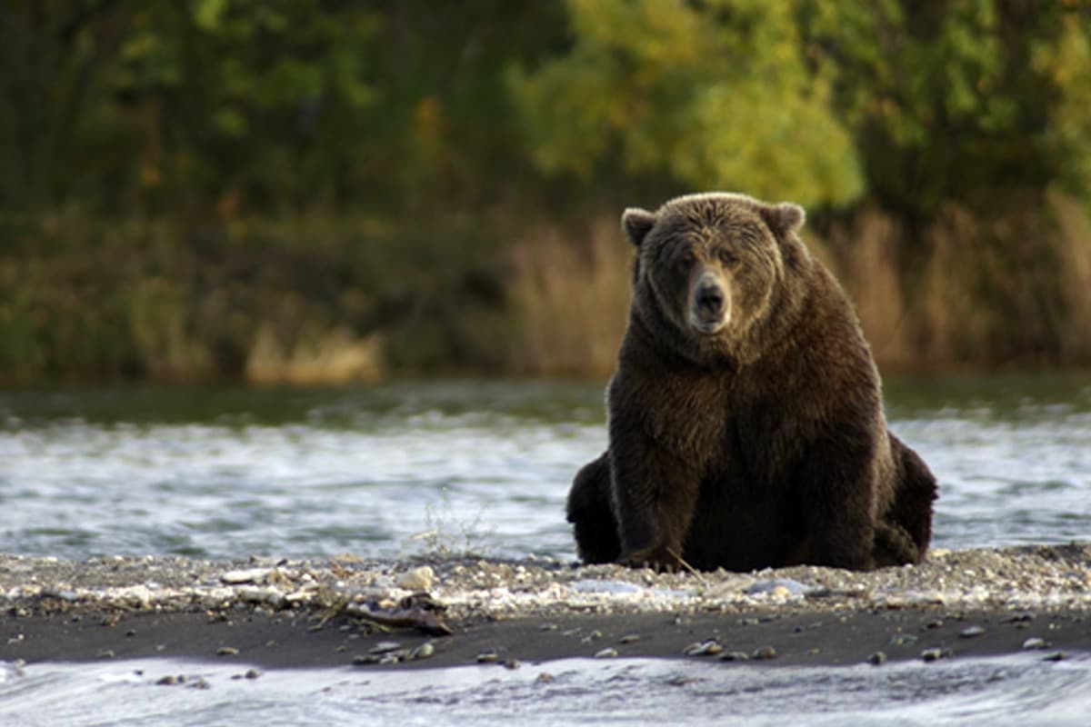 Grizzly bear in the wild looks eyeing for some fish. Grizzly bear in the wild looks eyeing for some fish.