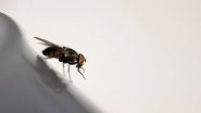 French Man Blows Up House While Trying to Kill a Fly Using Electric Bug Swatter, Escapes With Burned Hand