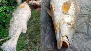 Huge Bhola Fish of 52 Kgs Found in West Bengal, Woman Hits a Jackpot Selling it For 3 Lakhs! (View Pics)
