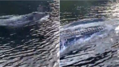 Huge Saltwater Crocodile Speedily Swims Alongside Boat Like a Dolphin in Queensland, Scary Video Goes Viral!