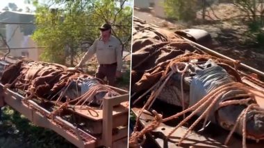Huge14-Foot-Long Crocodile Captured at Tourist Spot in Australia’s Katherine River (Watch Video)