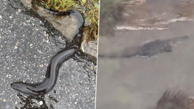 Hurricane Sally Disrupts The Wild! Huge Alligator, Swarms of Floating Fire Ants and Eel Spotted Swimming in Flooded Waters in Alabama, Watch Scary Videos