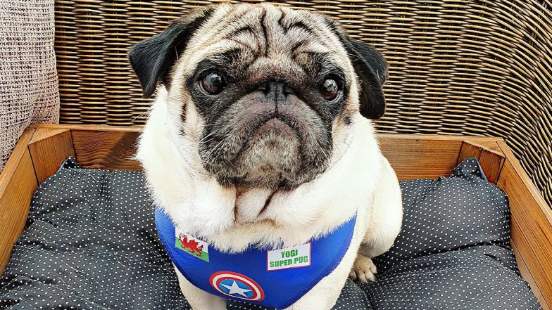 Yogisuperpug Setting Trends on TikTok After Rising to Popularity During Lockdown