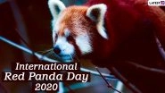 International Red Panda Day 2020: Interesting Facts About the Endangered Animal That Live on the Trees!