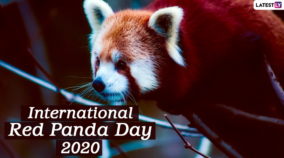 Xxx Animal Bhalu Hd Video - International Red Panda Day 2020: Interesting Facts About the Endangered  Animal That Live on the Trees! | ðŸ‘ LatestLY