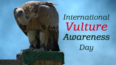 International Vulture Awareness Day 2020: Fascinating Facts About The Birds Which Are Environmentally Necessary Creatures
