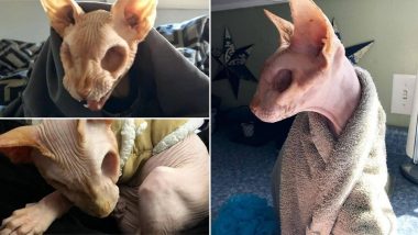 Jazzypurrs, Eyeless and Hairless Sphynx Cat Looks Spooky as a Skeleton, Netizens Cannot Decide If Its Cute or Creepy! (Check Viral Pics)