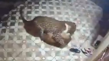 Leopard Attacks Pet Dog in Pune's Ambegaon Region For Third Time in a Month! Watch TERRIFYING Hunting Video Caught on CCTV Camera
