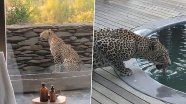 Video of Leopard Drinking Water From Swimming Pool is NOT From Taj, Ranthambore or Lonavala But From South Africa; Know Complete Truth Behind Viral Footage