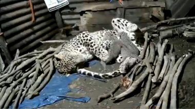 Leopard Gives Birth to Four Cubs Inside Hut in Nashik, Shifts to Jungle With Her Little Babies (Watch Video)