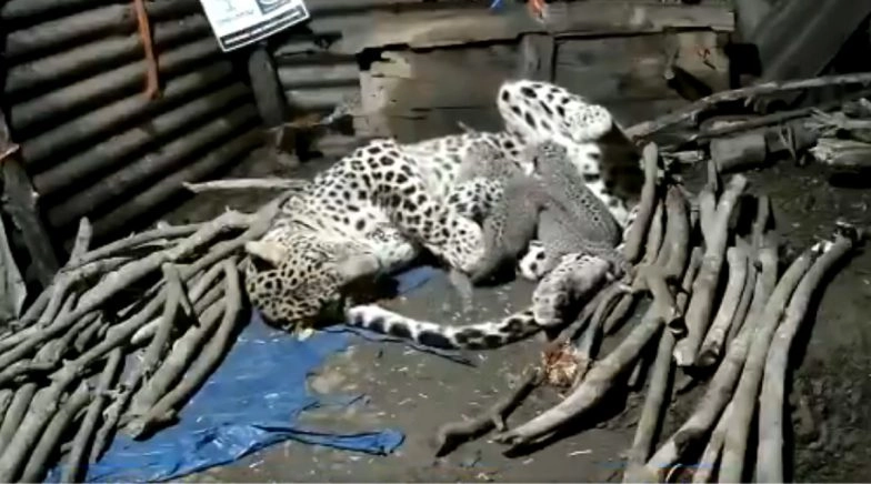 Leopard Gives Birth to Four Cubs Inside Hut in Nashik, Shifts to Jungle ...