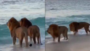 Old Video of Two Male Lions at Dubai Beach Looking Into the Horizon Goes Viral, Twitterati Trying to Imagine Their Conversation!