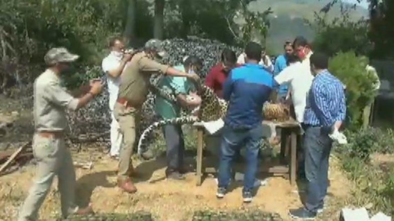 Man-Eater Leopard Shot Dead in Pithoragarh by Official Hunter, Had Mauled Two People to Death