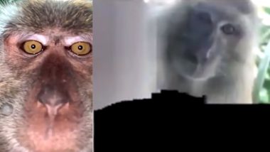 Monkeys Click Selfies? Malaysian Man Finds His Lost Phone With Photos And Videos of The Wild Animal!