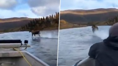 Moose Running on Water Leaves Netizens Stunned! Viral Video Shows the Beautiful Animal Speedily Moving Over River