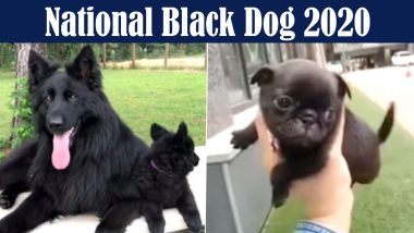 National Black Dog 2020: Adorable Videos of Black Puppies And Dogs That Will Melt Your Heart Away!