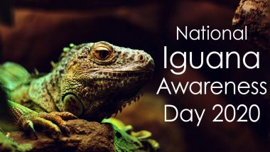 National Iguana Awareness Day 2020: Did You Know Some Iguanas Can Grow Upto 7 Feet? Here Are Some Interesting Facts About This Member of Lizard Family