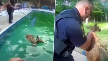 Two Baby Deer 'Cheer' After Being Rescued From Swimming Pool in Ohio by Police (Watch Video)