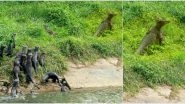 Two Monitor Lizards Fighting Each Other in Singapore Gets an Audience of Group of Enthusiastic Otters Watching Them (Check Funny Pic and Video)