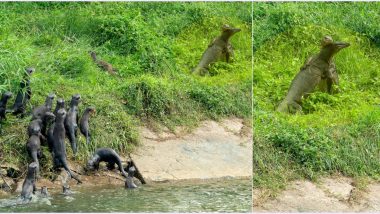 Two Monitor Lizards Fighting Each Other in Singapore Gets an Audience of  Group of Enthusiastic Otters Watching Them (Check Funny Pic and Video) | 👍  LatestLY