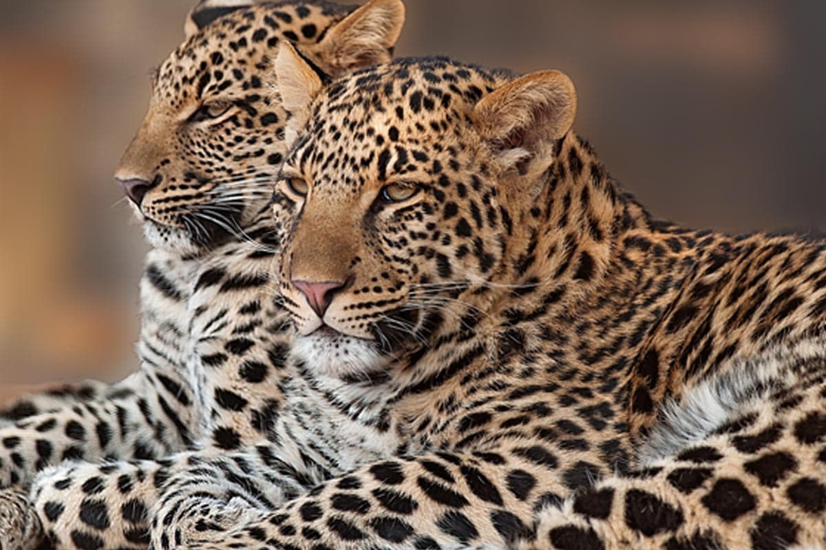 Pair of leopards captured closely in the wild. Pair of leopards captured closely in the wild.
