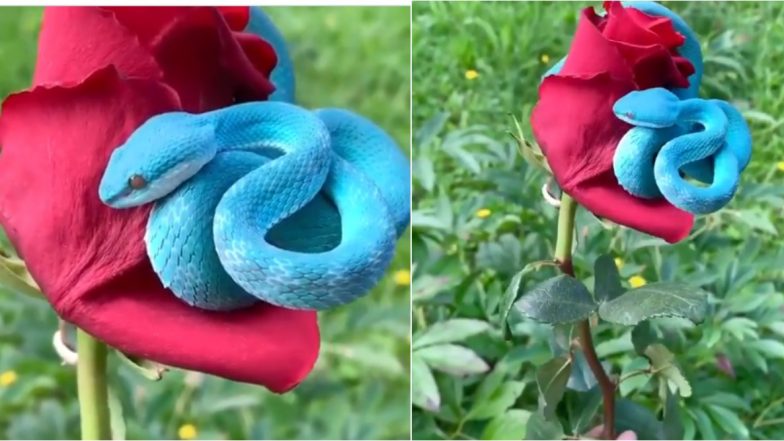 Video of RARE Blue Pit Viper Curled Over Red Rose Goes Viral; Know Places to Find the Beautiful But Highly Venomous Snake in the World
