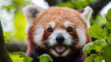 On International Red Panda Day 2020, Know 5 National Parks to Spot This Mysterious Animal in India