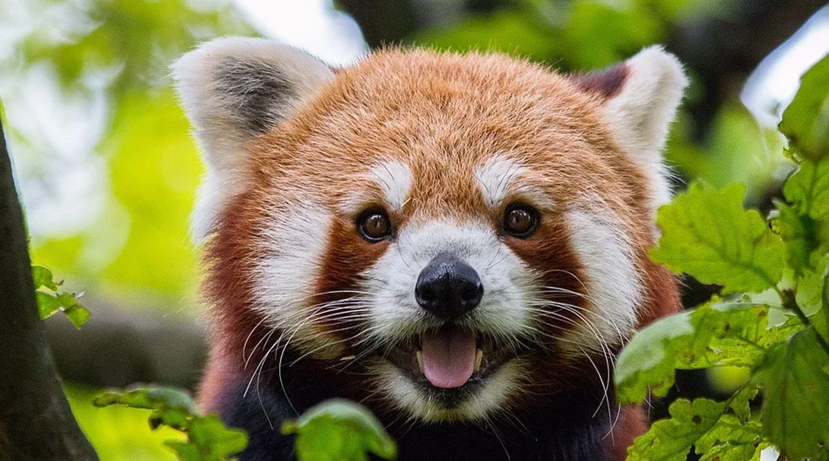 On International Red Panda Day 2020, Know 5 National Parks to Spot This  Mysterious Animal in India | 🏖️ LatestLY