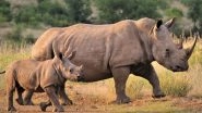 Rhino Poaching in Assam Reduced by 86% in Past 3 Years, Says Environment and Forest Minister Parimal Suklabaidya