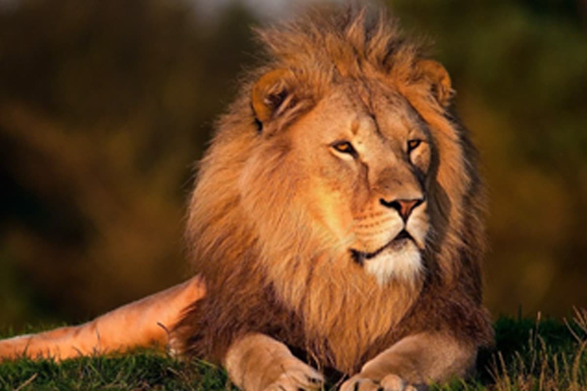 Lion, King of the jungle Lion, King of the jungle