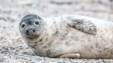 No Selfies With Seals! UK Charity Tells Visitors to Stop Taking Photos With Marine Animals on Yorkshire Coast