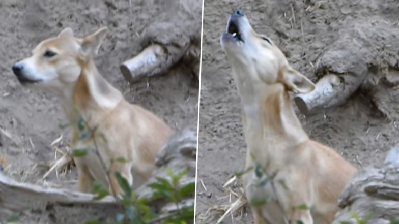 Rare and Ancient ‘Singing’ Dog of New Guinea Thought to Be Extinct in Wild for 50 Years Now Found
