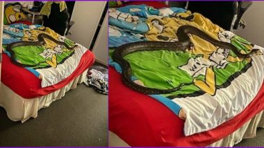 Sssleepy Companion! Carpet Python Found Taking a Nap in Child's Bed in Queensland (Watch Pic and Snake Rescue Video)