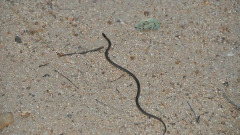 Bareilly: One-Year-Old Accidentally Swallows Snakelet while Playing, Survives
