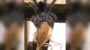Giant Spider Eats Bird! Terrifying Old Video of Avicularia Tarantula Munching a Bird Gives Netizens Chills