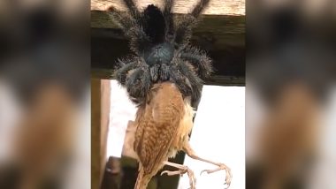 Giant Spider Eats Bird! Terrifying Old Video of Avicularia Tarantula Munching a Bird Gives Netizens Chills