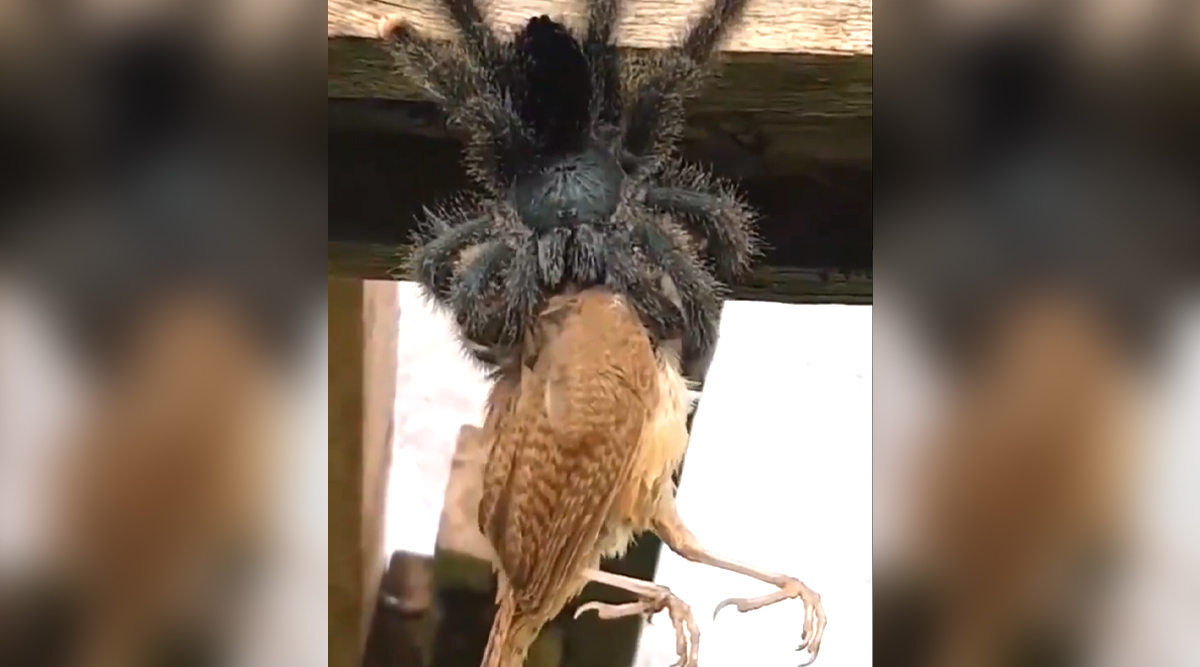goliath tarantula eating a bird