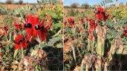 Sturt's Desert Pea Blooms Across South Australia, State's Bright Red Floral Emblem Looks Gorgeous, See Pictures of the Wild Flower