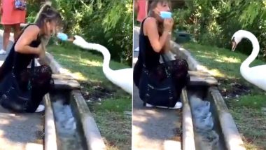 Swan Makes Woman Wear Her Mask The Tough Way, Viral Video is Both Funny And Worrying